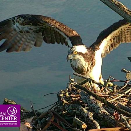 “Landa” la hembra de águila pescadora de Urdaibai, ha regresado de África